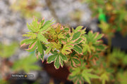 - Acer palmatum 'Pink Princess' Dwarf Pink Variegated Japanese Maple - Mr Maple │ Buy Japanese Maple Trees