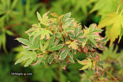 - Acer palmatum 'Pink Princess' Dwarf Pink Variegated Japanese Maple - Mr Maple │ Buy Japanese Maple Trees