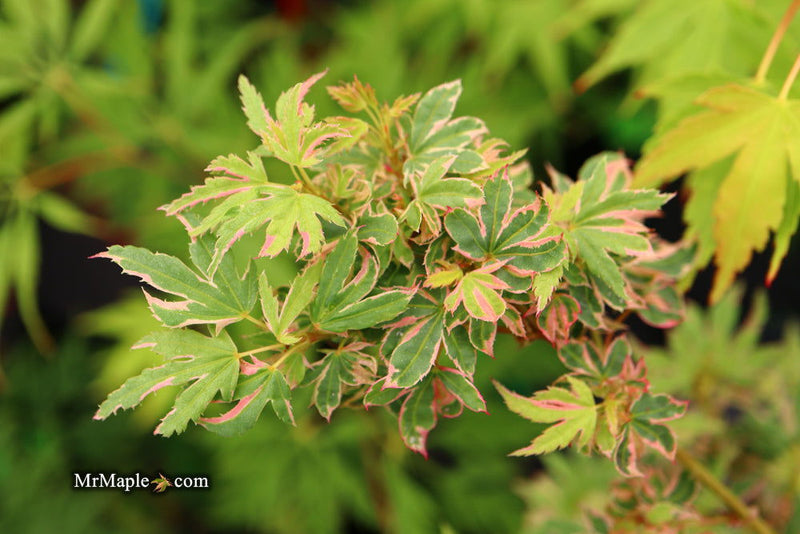 - Acer palmatum 'Pink Princess' Dwarf Pink Variegated Japanese Maple - Mr Maple │ Buy Japanese Maple Trees