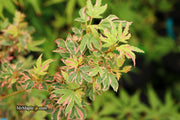 - Acer palmatum 'Pink Princess' Dwarf Pink Variegated Japanese Maple - Mr Maple │ Buy Japanese Maple Trees
