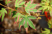 - Acer palmatum 'Pink Princess' Dwarf Pink Variegated Japanese Maple - Mr Maple │ Buy Japanese Maple Trees