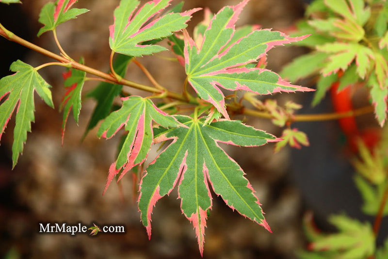 - Acer palmatum 'Pink Princess' Dwarf Pink Variegated Japanese Maple - Mr Maple │ Buy Japanese Maple Trees