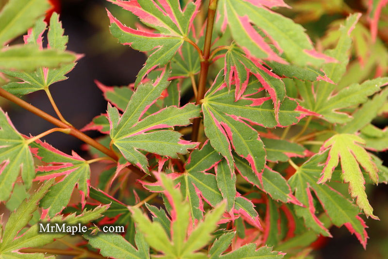 - Acer palmatum 'Pink Princess' Dwarf Pink Variegated Japanese Maple - Mr Maple │ Buy Japanese Maple Trees