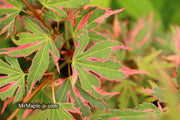 - Acer palmatum 'Pink Princess' Dwarf Pink Variegated Japanese Maple - Mr Maple │ Buy Japanese Maple Trees