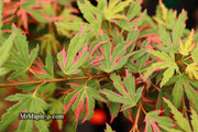 - Acer palmatum 'Pink Princess' Dwarf Pink Variegated Japanese Maple - Mr Maple │ Buy Japanese Maple Trees