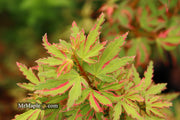 - Acer palmatum 'Pink Princess' Dwarf Pink Variegated Japanese Maple - Mr Maple │ Buy Japanese Maple Trees