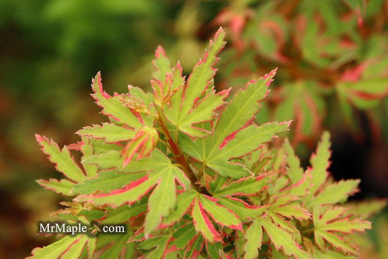 - Acer palmatum 'Pink Princess' Dwarf Pink Variegated Japanese Maple - Mr Maple │ Buy Japanese Maple Trees