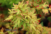 - Acer palmatum 'Pink Princess' Dwarf Pink Variegated Japanese Maple - Mr Maple │ Buy Japanese Maple Trees