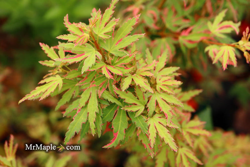- Acer palmatum 'Pink Princess' Dwarf Pink Variegated Japanese Maple - Mr Maple │ Buy Japanese Maple Trees