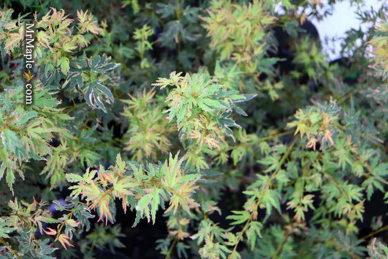 - Acer palmatum 'Pink Princess' Dwarf Pink Variegated Japanese Maple - Mr Maple │ Buy Japanese Maple Trees