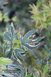 - Acer palmatum 'Pink Princess' Dwarf Pink Variegated Japanese Maple - Mr Maple │ Buy Japanese Maple Trees