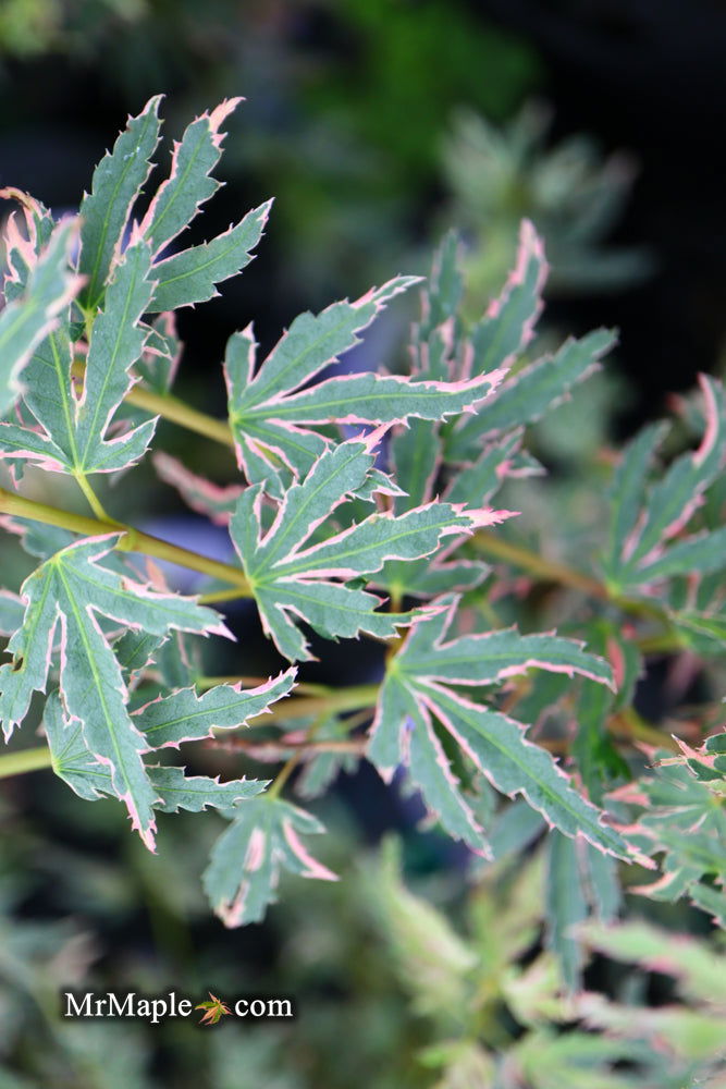 - Acer palmatum 'Pink Princess' Dwarf Pink Variegated Japanese Maple - Mr Maple │ Buy Japanese Maple Trees