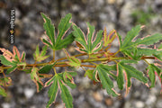 - Acer palmatum 'Pink Princess' Dwarf Pink Variegated Japanese Maple - Mr Maple │ Buy Japanese Maple Trees