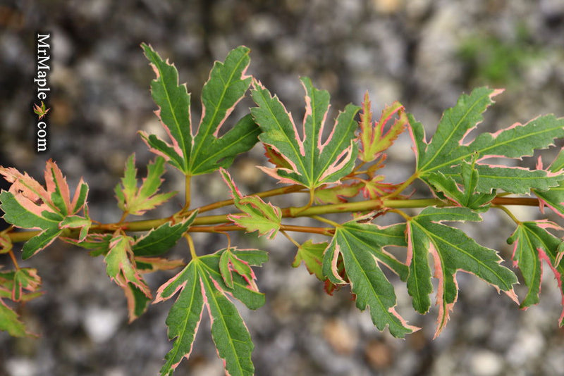 - Acer palmatum 'Pink Princess' Dwarf Pink Variegated Japanese Maple - Mr Maple │ Buy Japanese Maple Trees