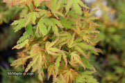 - Acer palmatum 'Pink Princess' Dwarf Pink Variegated Japanese Maple - Mr Maple │ Buy Japanese Maple Trees