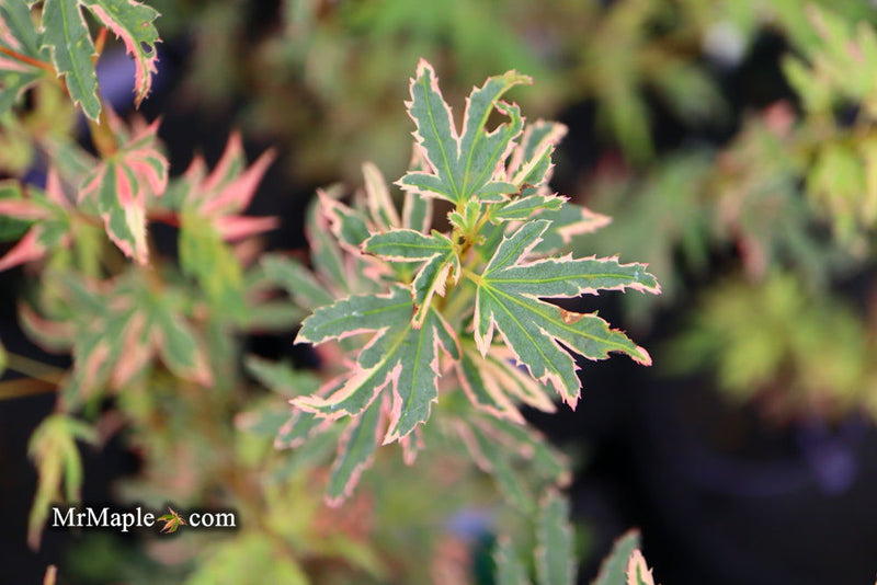 - Acer palmatum 'Pink Princess' Dwarf Pink Variegated Japanese Maple - Mr Maple │ Buy Japanese Maple Trees