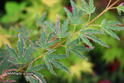 - Acer palmatum 'Pink Princess' Dwarf Pink Variegated Japanese Maple - Mr Maple │ Buy Japanese Maple Trees