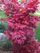 '- Acer palmatum 'Pixie' Japanese Maple - Mr Maple │ Buy Japanese Maple Trees