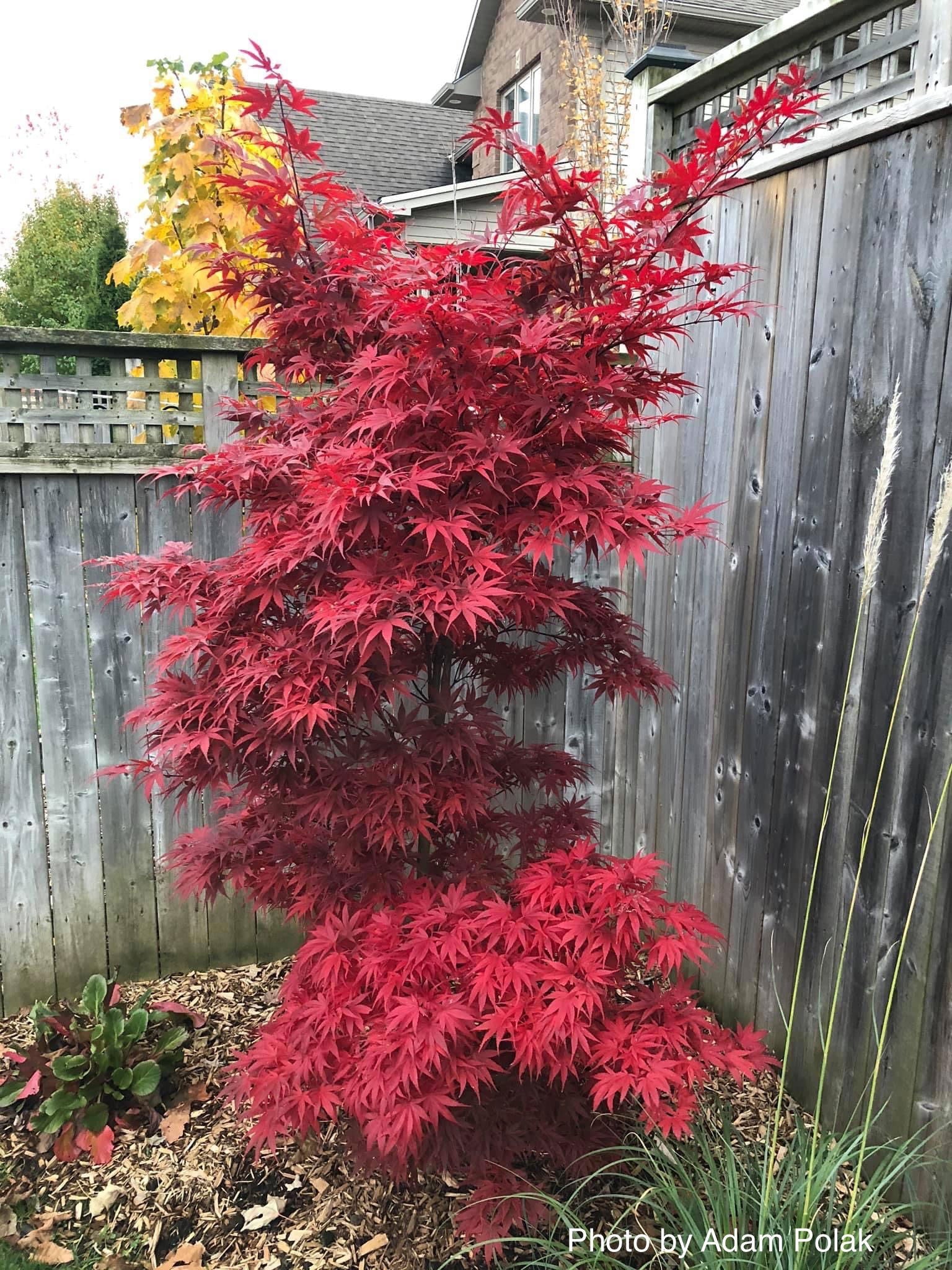 Buy Acer palmatum 'Pixie' Japanese Maple — Mr Maple │ Buy