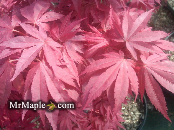 '- Acer palmatum 'Pixie' Japanese Maple - Mr Maple │ Buy Japanese Maple Trees