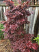 '- Acer palmatum 'Pixie' Japanese Maple - Mr Maple │ Buy Japanese Maple Trees