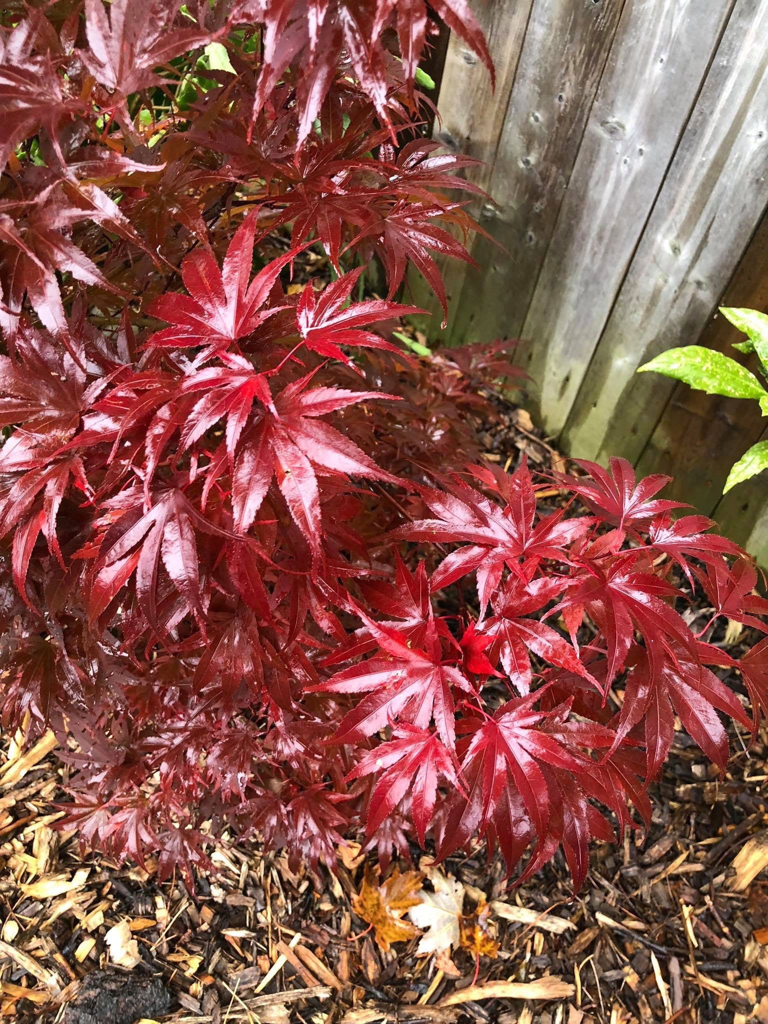 Buy Acer palmatum 'Pixie' Japanese Maple — Mr Maple │ Buy