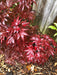 '- Acer palmatum 'Pixie' Japanese Maple - Mr Maple │ Buy Japanese Maple Trees