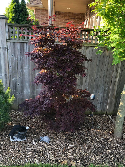 '- Acer palmatum 'Pixie' Japanese Maple - Mr Maple │ Buy Japanese Maple Trees