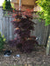 '- Acer palmatum 'Pixie' Japanese Maple - Mr Maple │ Buy Japanese Maple Trees