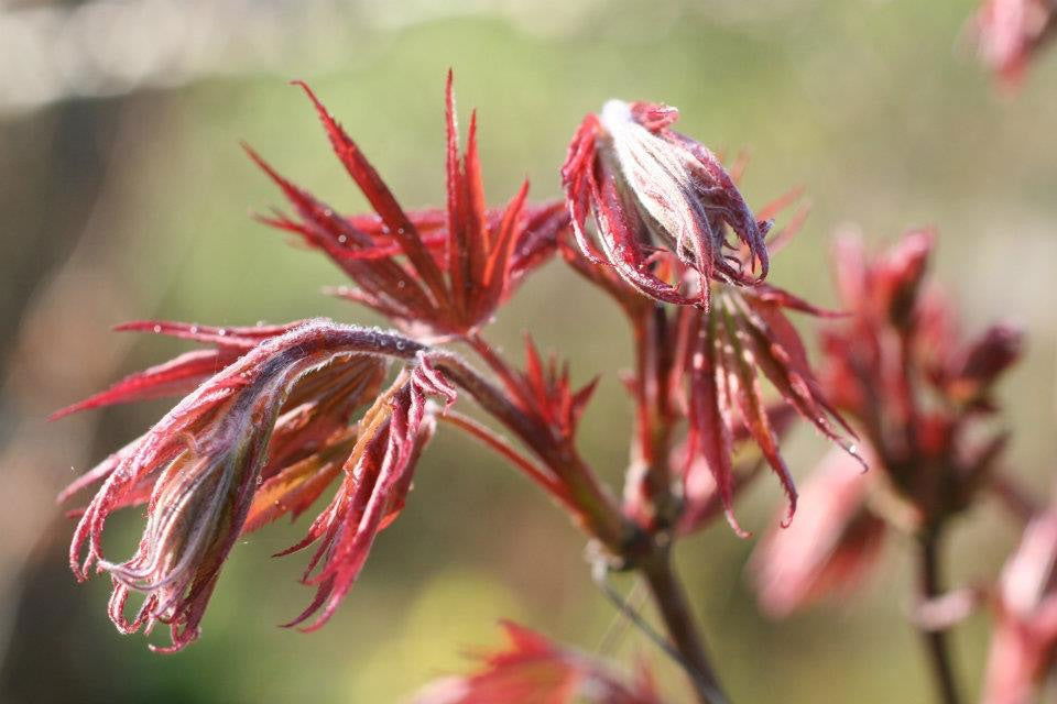 '- Acer palmatum 'Pixie' Japanese Maple - Mr Maple │ Buy Japanese Maple Trees