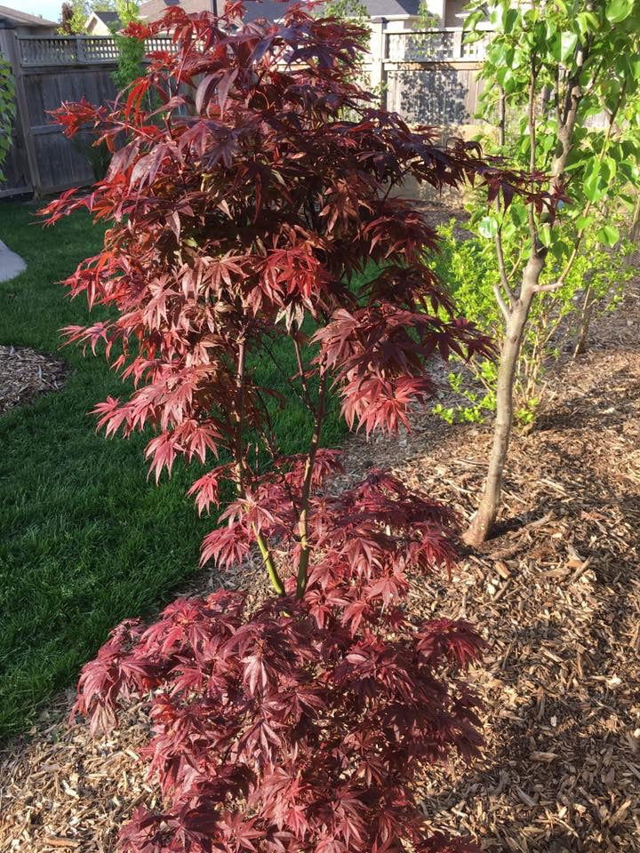 Buy Acer palmatum 'Pixie' Japanese Maple — Mr Maple │ Buy