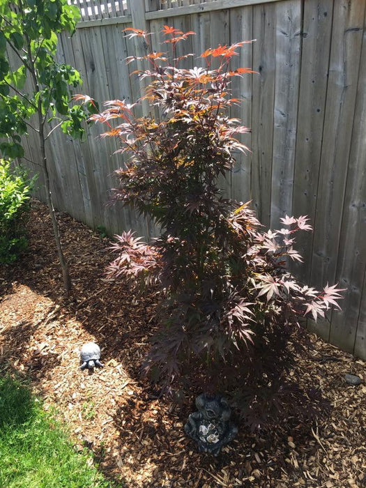 '- Acer palmatum 'Pixie' Japanese Maple - Mr Maple │ Buy Japanese Maple Trees