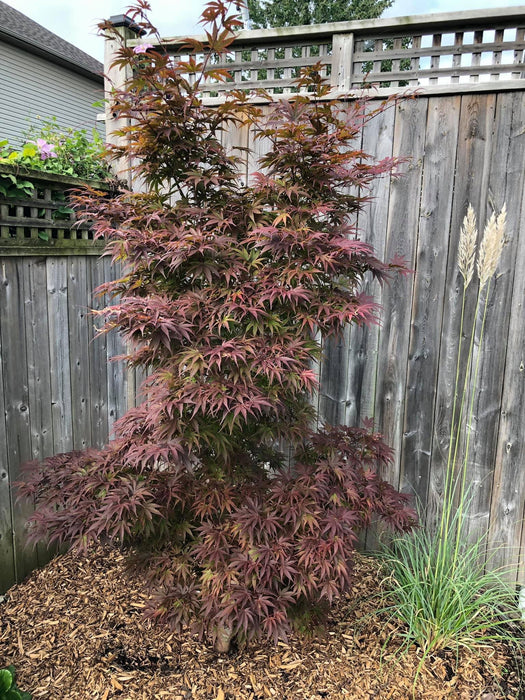 '- Acer palmatum 'Pixie' Japanese Maple - Mr Maple │ Buy Japanese Maple Trees