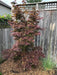 '- Acer palmatum 'Pixie' Japanese Maple - Mr Maple │ Buy Japanese Maple Trees