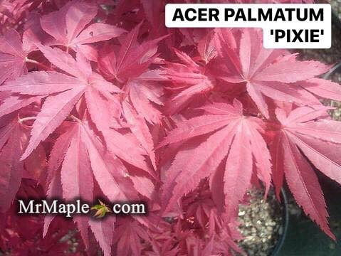 '- Acer palmatum 'Pixie' Japanese Maple - Mr Maple │ Buy Japanese Maple Trees