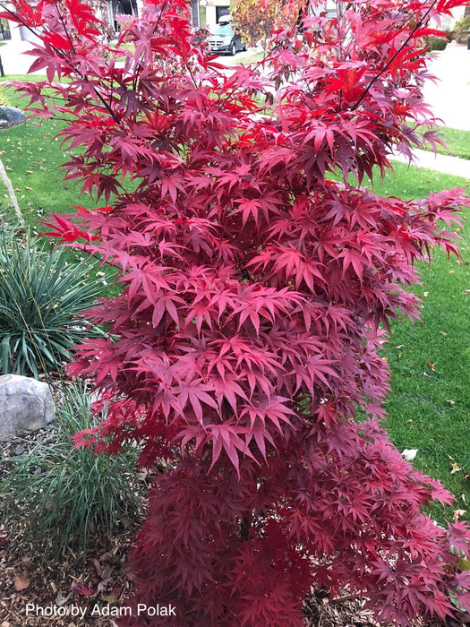 '- Acer palmatum 'Pixie' Japanese Maple - Mr Maple │ Buy Japanese Maple Trees