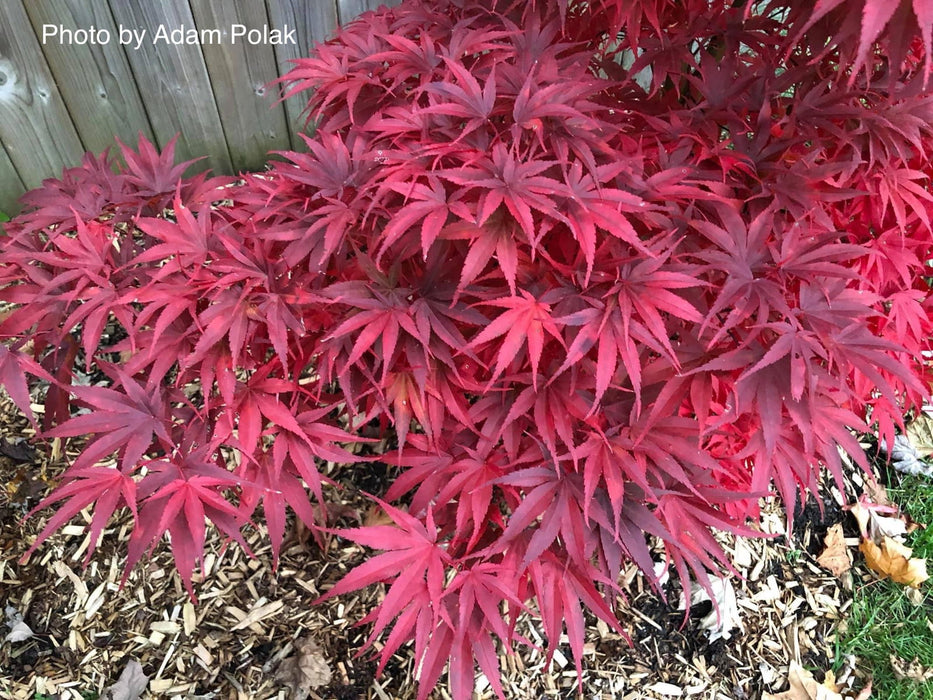 '- Acer palmatum 'Pixie' Japanese Maple - Mr Maple │ Buy Japanese Maple Trees