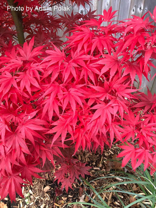 '- Acer palmatum 'Pixie' Japanese Maple - Mr Maple │ Buy Japanese Maple Trees