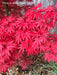 '- Acer palmatum 'Pixie' Japanese Maple - Mr Maple │ Buy Japanese Maple Trees