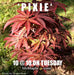 '- Acer palmatum 'Pixie' Japanese Maple - Mr Maple │ Buy Japanese Maple Trees