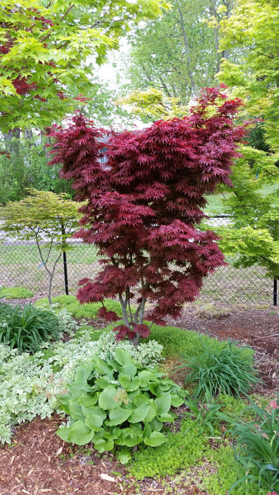 '- Acer palmatum 'Pixie' Japanese Maple - Mr Maple │ Buy Japanese Maple Trees