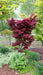 '- Acer palmatum 'Pixie' Japanese Maple - Mr Maple │ Buy Japanese Maple Trees