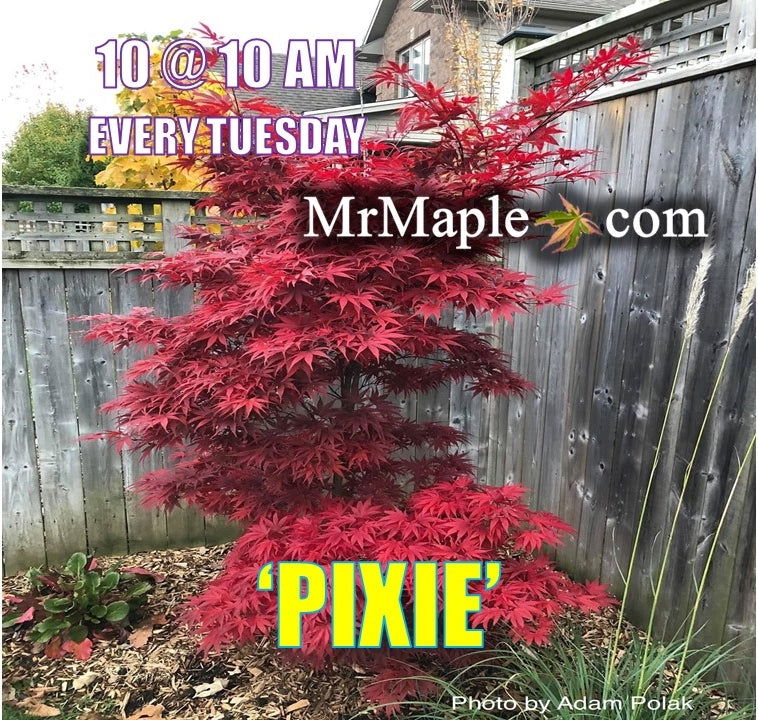 Buy Acer palmatum 'Pixie' Japanese Maple — Mr Maple │ Buy