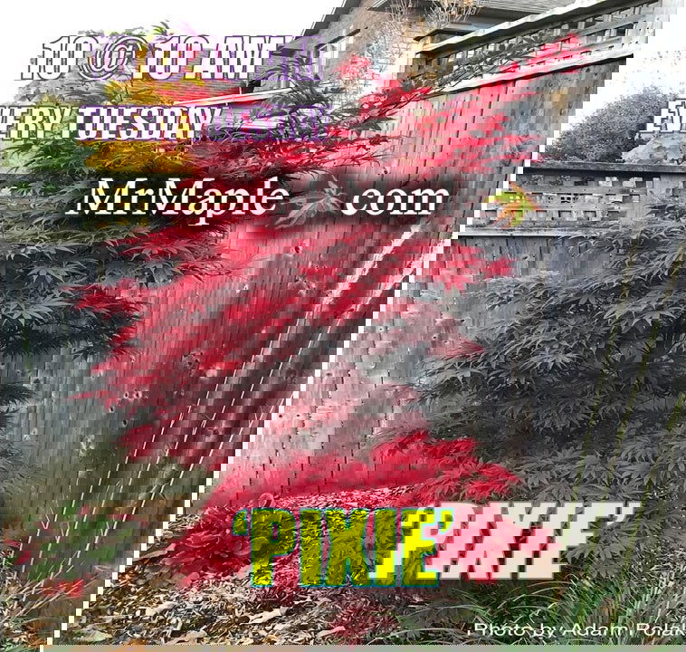 - Acer palmatum 'Pixie' Japanese Maple - Mr Maple │ Buy Japanese Maple Trees