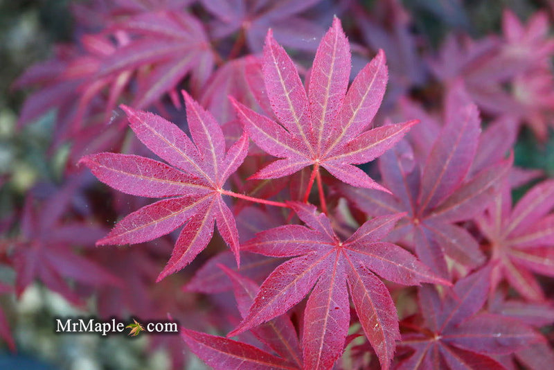 - Acer palmatum 'Pixie' Japanese Maple - Mr Maple │ Buy Japanese Maple Trees