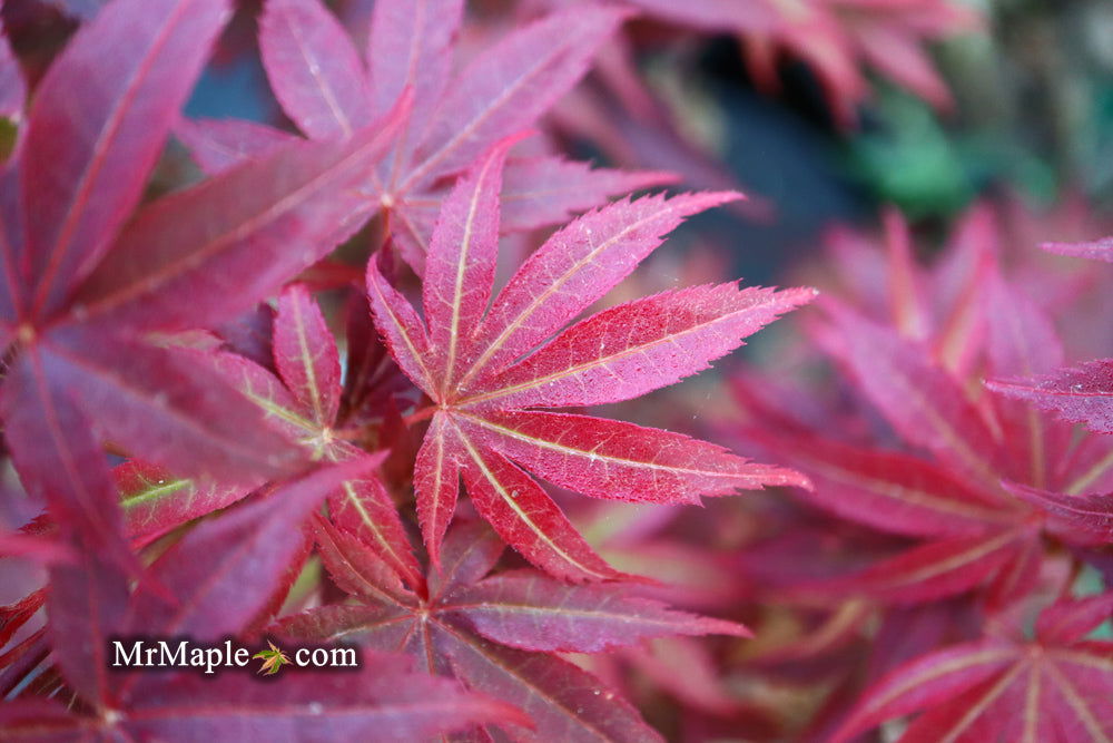 '- Acer palmatum 'Pixie' Japanese Maple - Mr Maple │ Buy Japanese Maple Trees