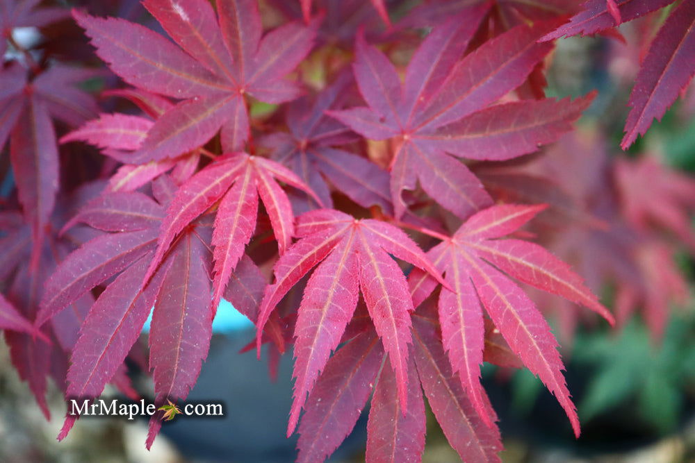 '- Acer palmatum 'Pixie' Japanese Maple - Mr Maple │ Buy Japanese Maple Trees