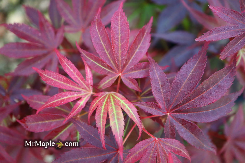 Buy Acer palmatum 'Pixie' Japanese Maple — Mr Maple │ Buy