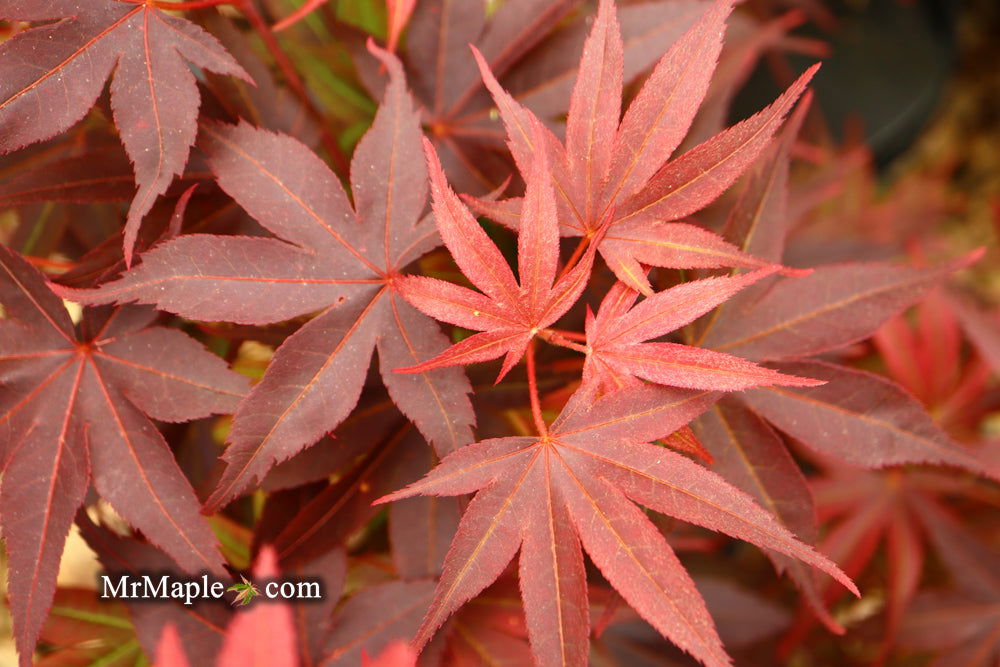 '- Acer palmatum 'Pixie' Japanese Maple - Mr Maple │ Buy Japanese Maple Trees