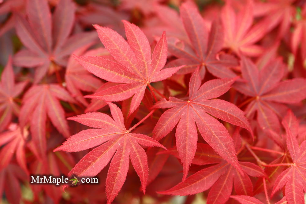 '- Acer palmatum 'Pixie' Japanese Maple - Mr Maple │ Buy Japanese Maple Trees